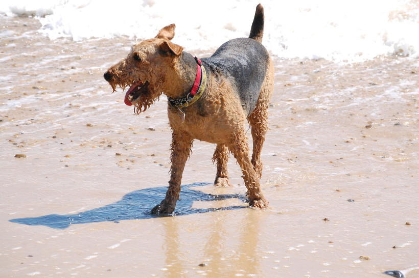 Airedale Terrier am Strand