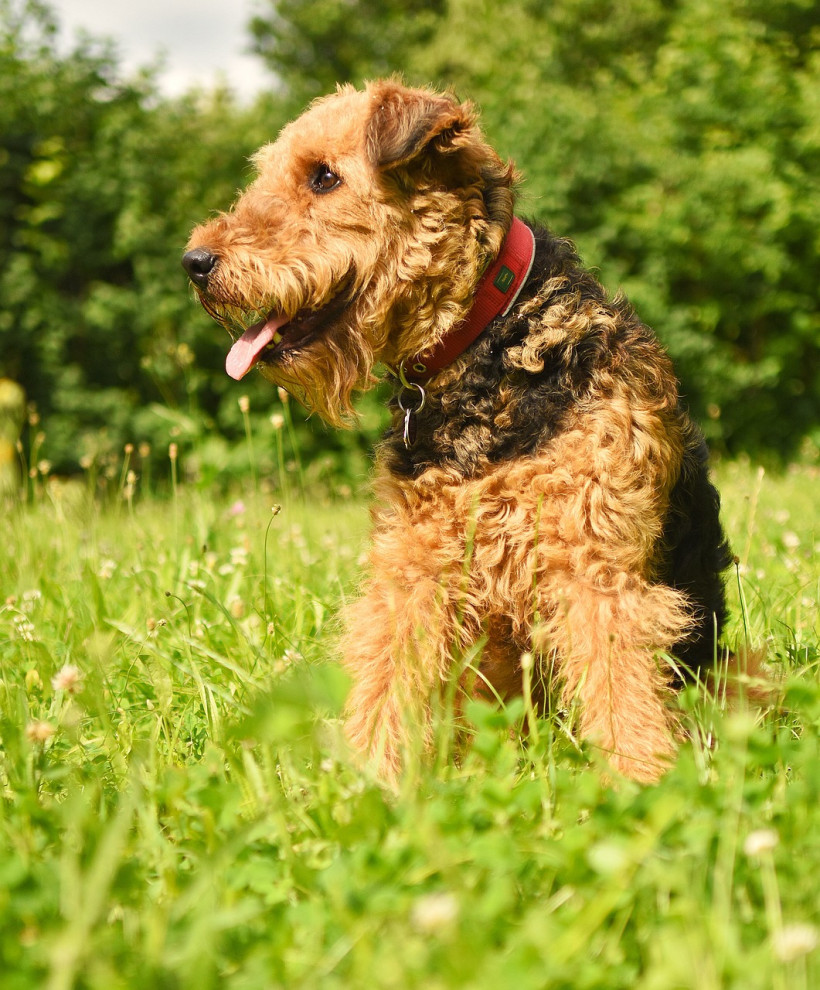 Airedale Terrier auf grüner Wiese