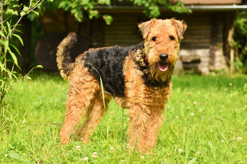 Airedale Terrier auf Wiese