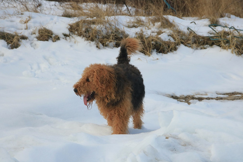 Airedale Terrier im Schnee