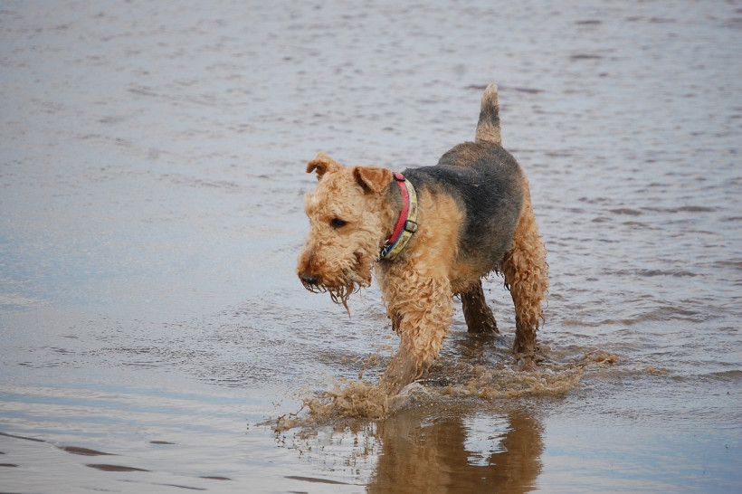 Airedale Terrier im Wasser