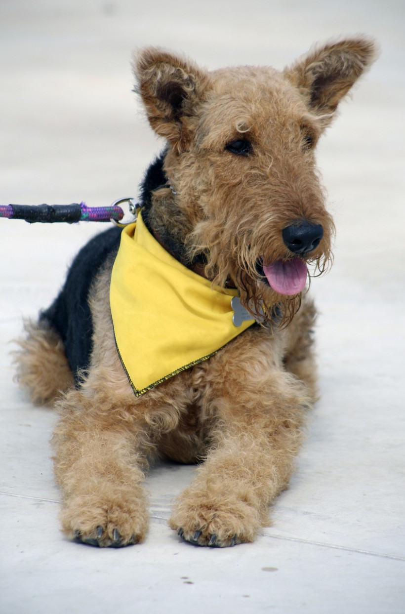 Airedale Terrier mit Tuch_1