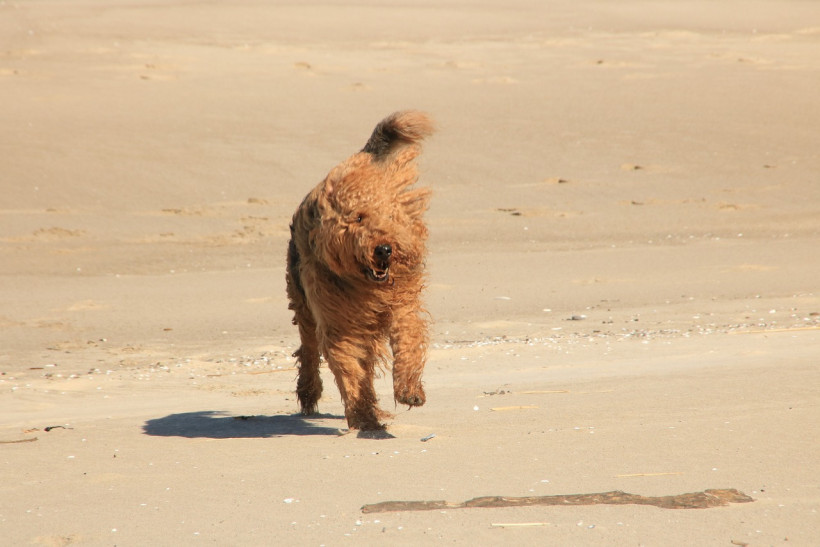 Airedale Terrier rennt