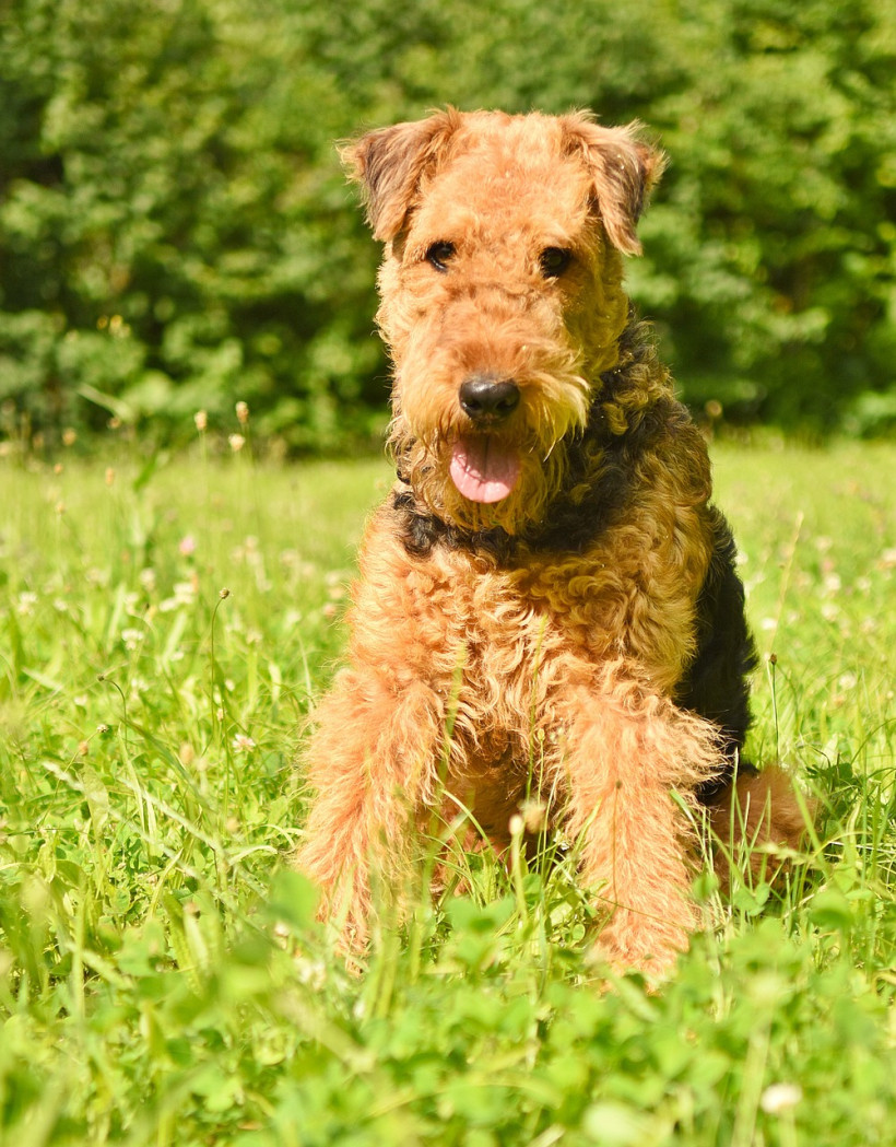 Airedale Terrier treu