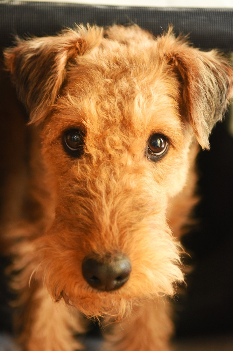 Airedale Terrier Welpe