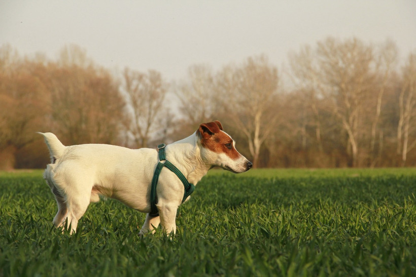 Jack Russell auf Wiese