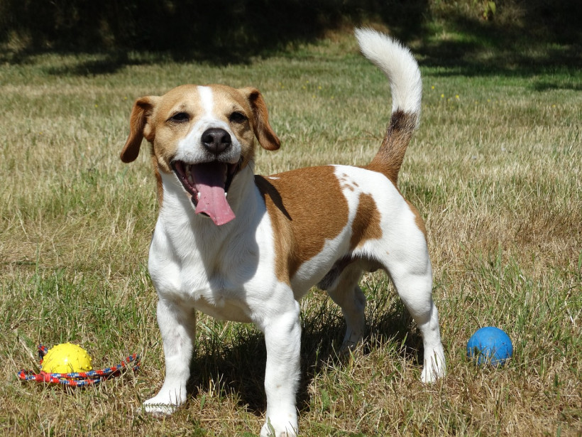 Jack Russell mit Ball