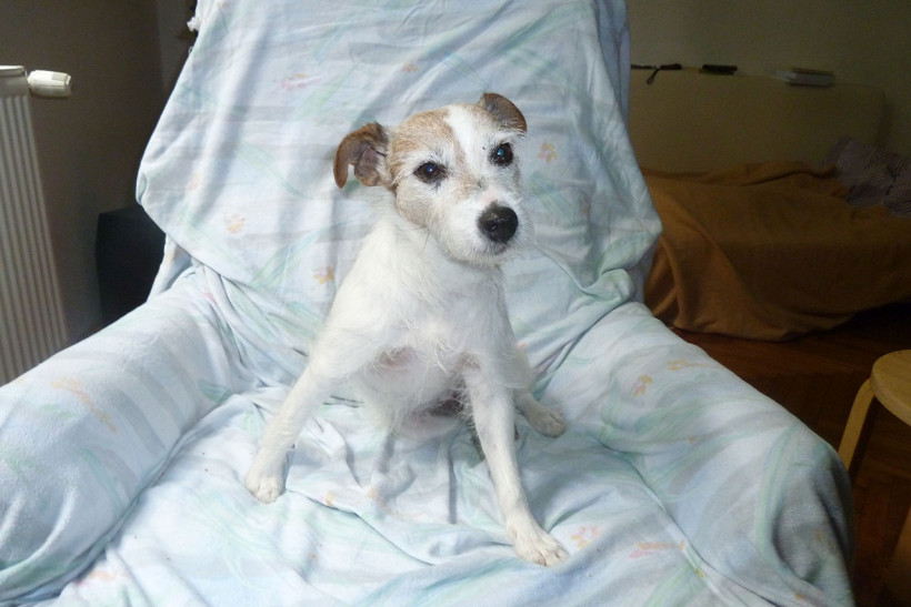 Sitzender Parson Russell Terrier