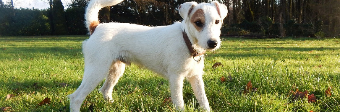 Parson Russell Terrier auf Wiese