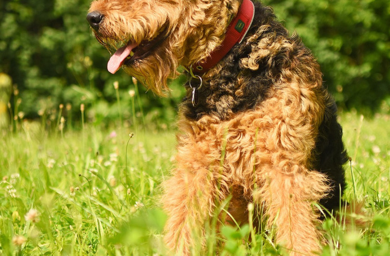 Airedale Terrier auf grüner Wiese