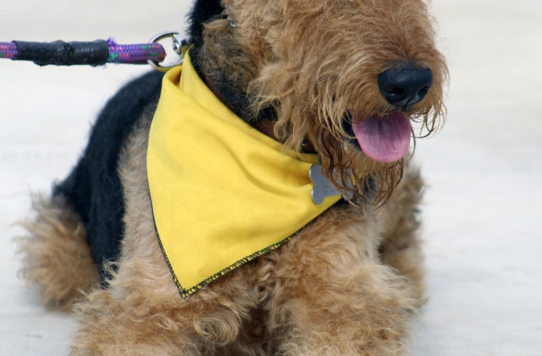 Airedale Terrier mit Tuch_1