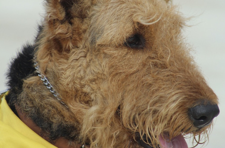 Airedale Terrier mit Tuch_2