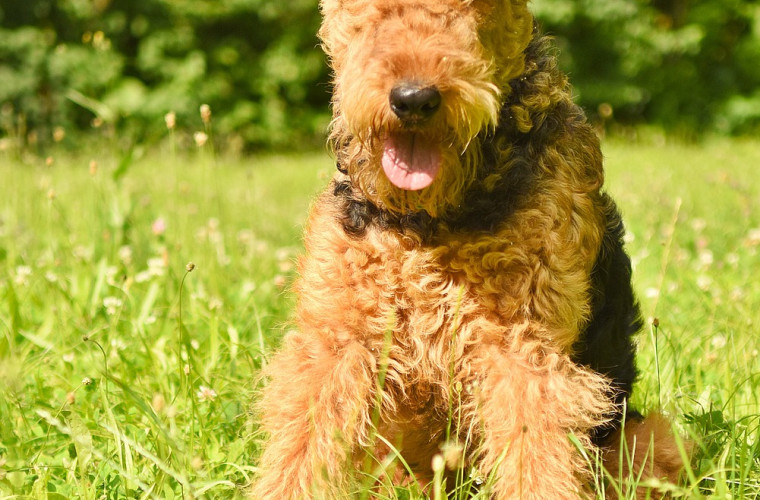 Airedale Terrier treu