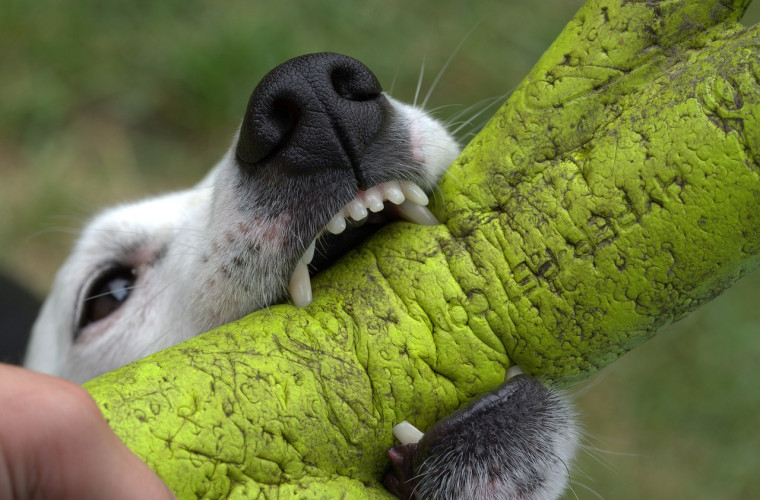 Jack Russell beim Zerrspiel