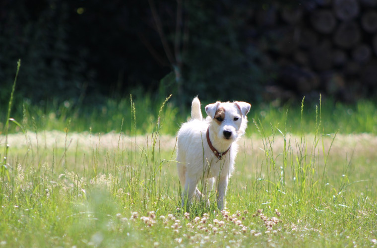 Parson Russell Terrier auf Wiese